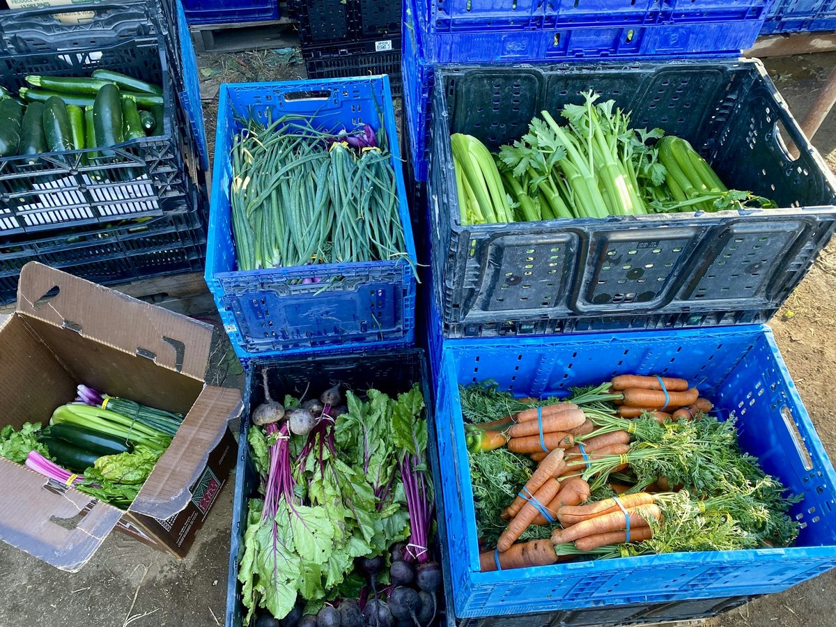 Caisses de légumes préparées pour une distribution de paniers : courgettes, oignons et carottes