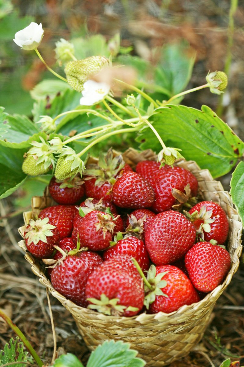 Panier de fraises fraîchement cueillies posé entre les rangs de fraisiers