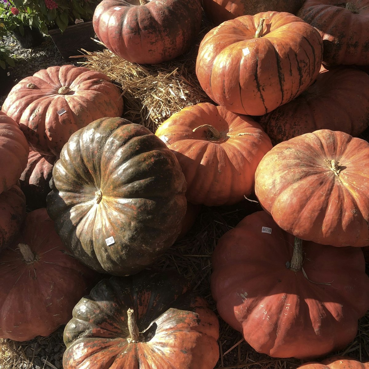 Vignette : de saison