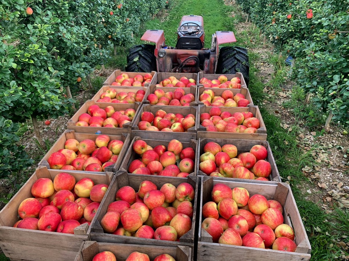Cagettes de pommes posées dans l'allée d'un verger à l'automne